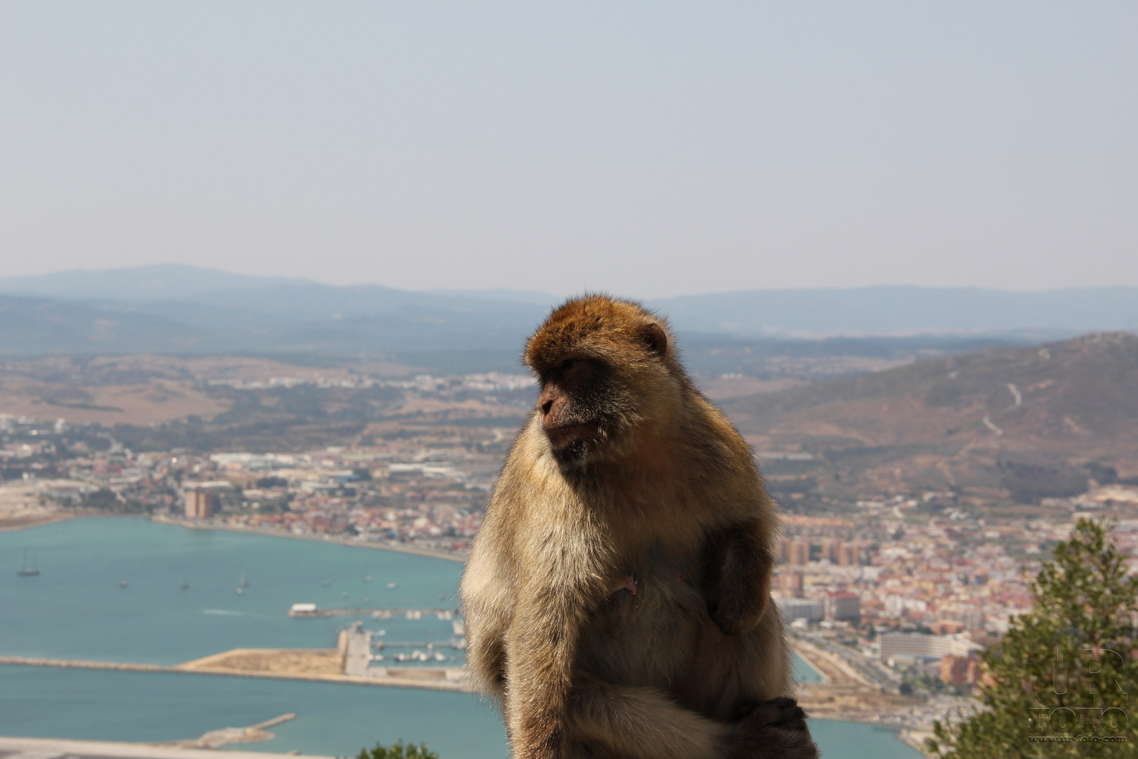 Affenfelsen Gibraltar