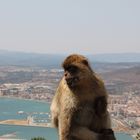 Affenfelsen Gibraltar
