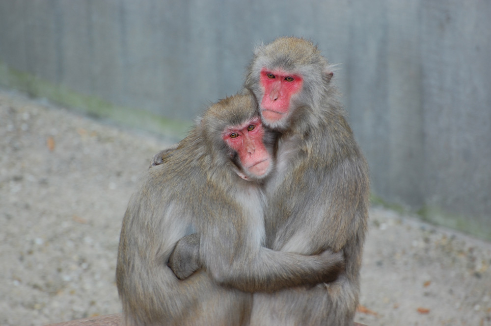 Affenfreundschaft