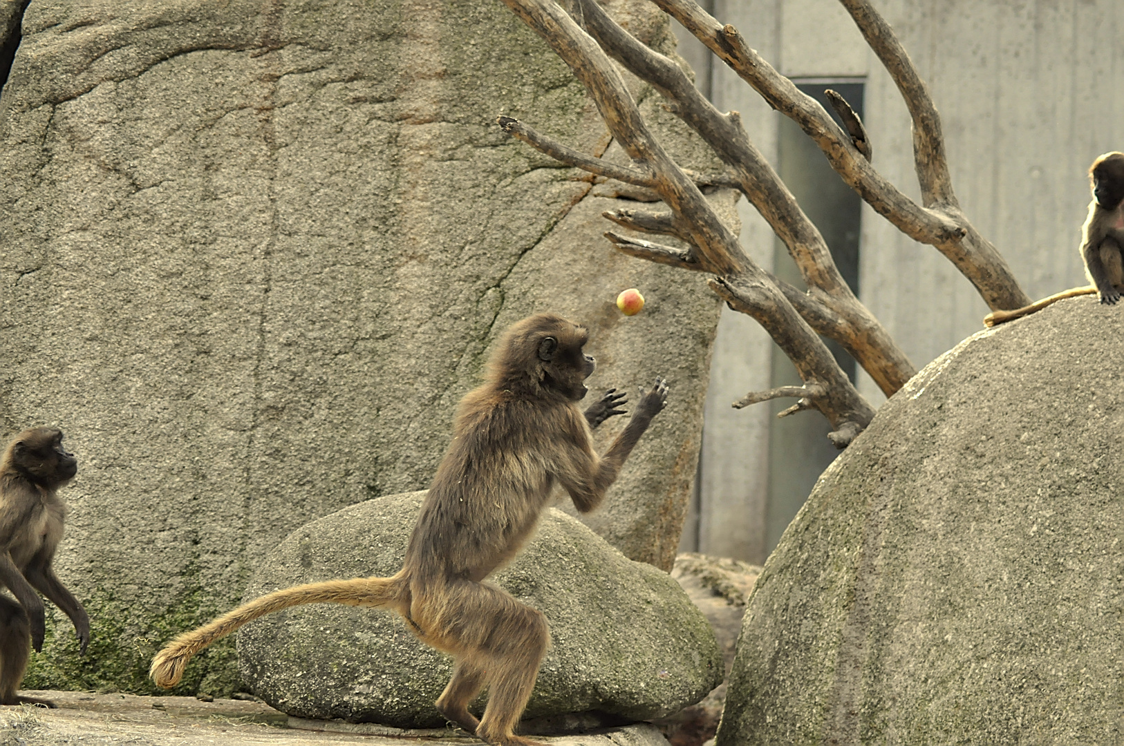 Affengehege Willhelma Stuttgart