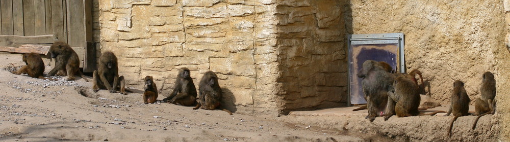 Affengeiles Panorama Foto Bild Tiere Zoo Wildpark Falknerei Saugetiere Bilder Auf Fotocommunity
