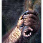 Affenhände