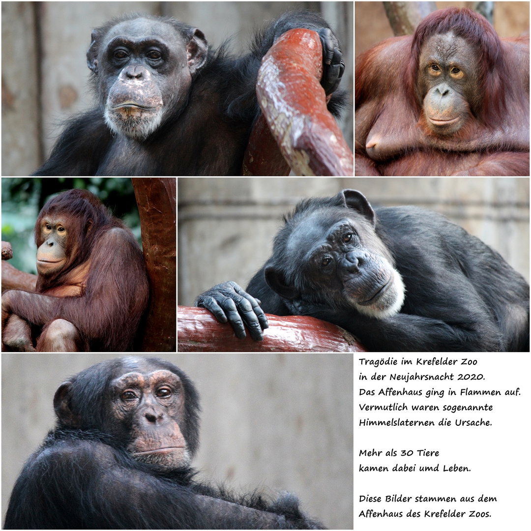 Affenhaus Zoo Krefeld vor der Silvesternacht 2020 (Niederrhein 026) 