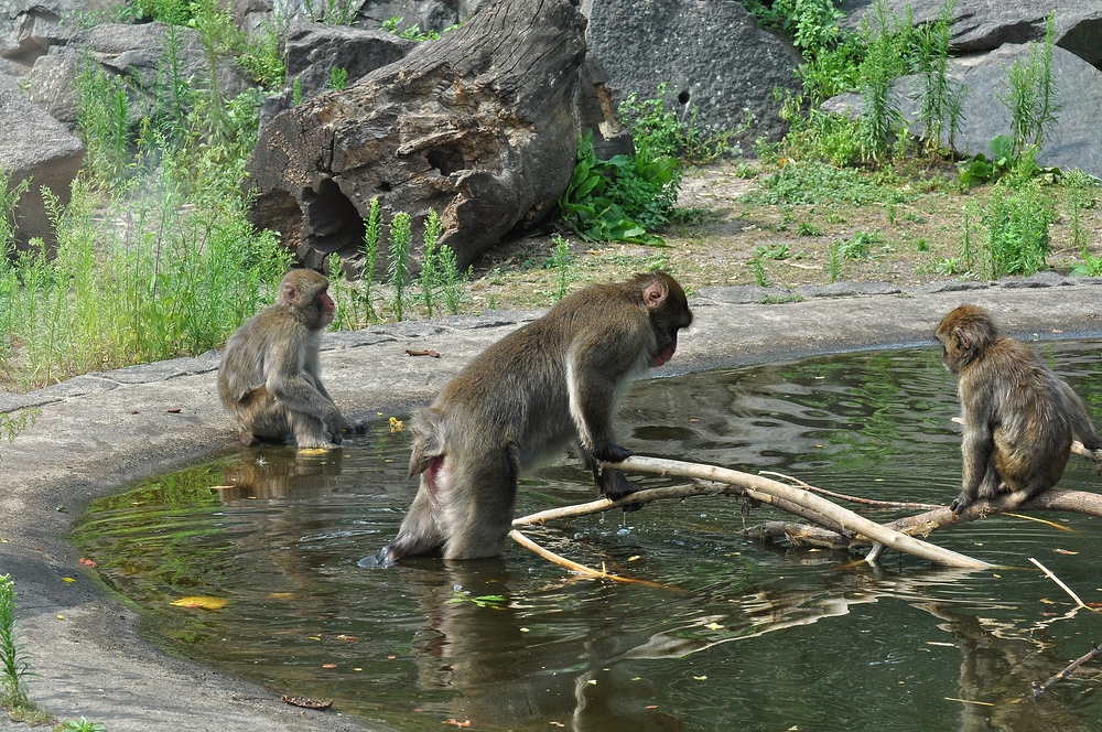 "Affenhitze am Pool"....