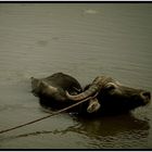 Affenhitze !! hält man nur noch im Wasser aus !