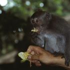 Affenkind auf Bali