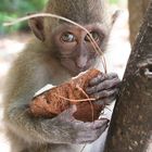 Affenkind auf Ko Dam Hok Island, Thailand