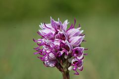 Affenknabenkraut (Orchis simia) im Raum Trier am 2.5.09