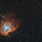 Affenkopfnebel NGC2174