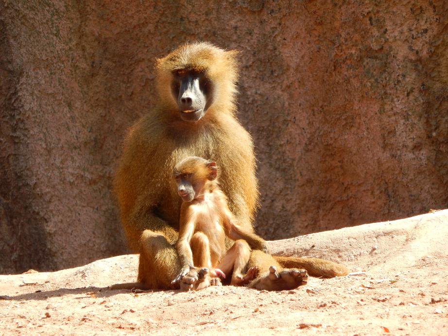 Affenmama mit Baby