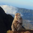 Affenmama mit Baby auf dem Mount Batur