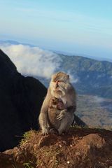 Affenmama mit Baby auf dem Mount Batur