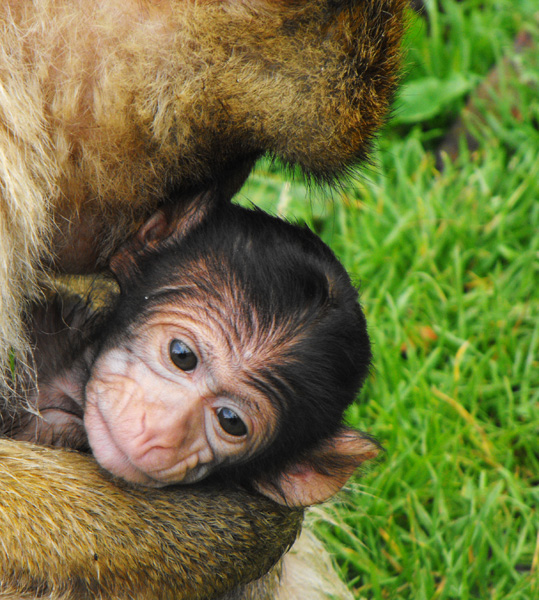 Affenmama und Affenbaby