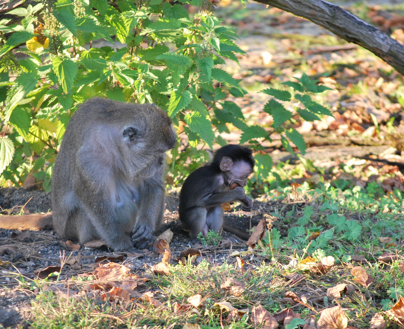 Affenmama und Baby !