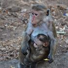 Affenmutter mit Affenkind