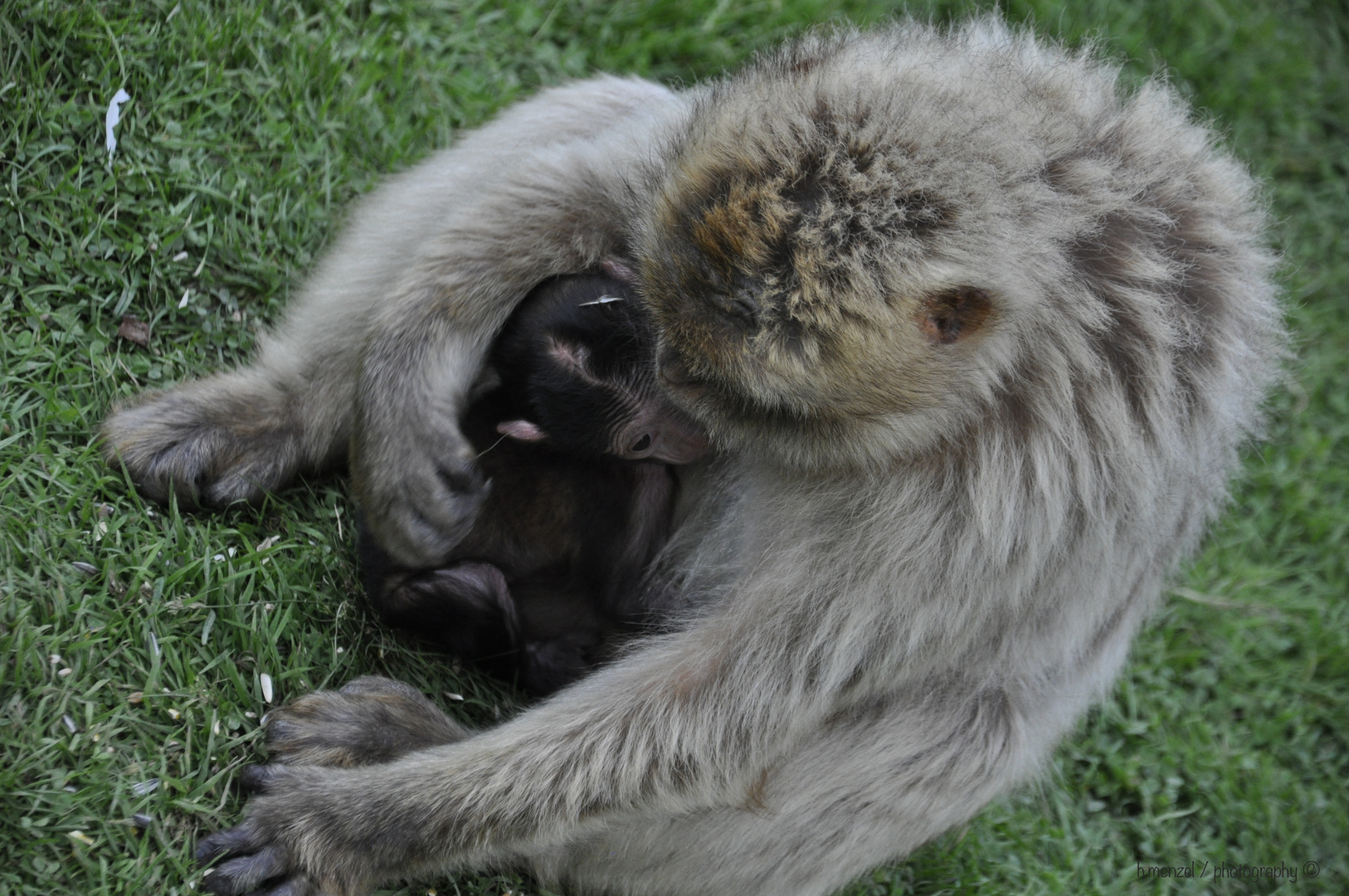 Affenmutter mit Baby
