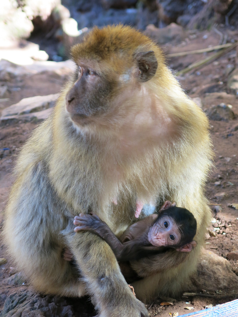 Affenmutter mit Baby