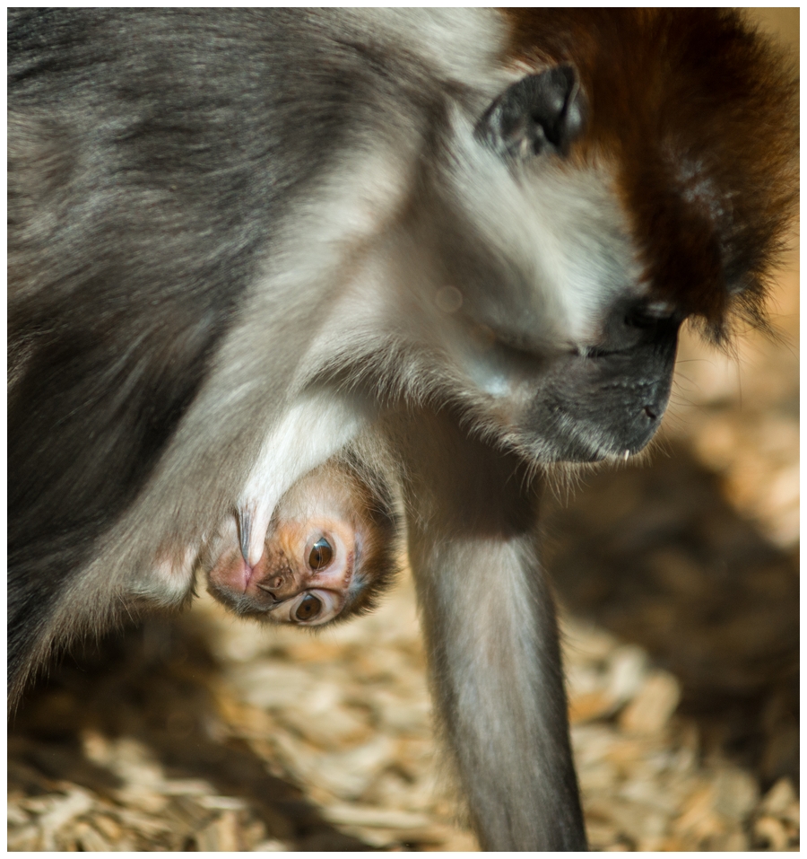 Affenmutter mit  Baby -  Rotscheitelmangabe 