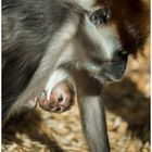 Affenmutter mit  Baby -  Rotscheitelmangabe 