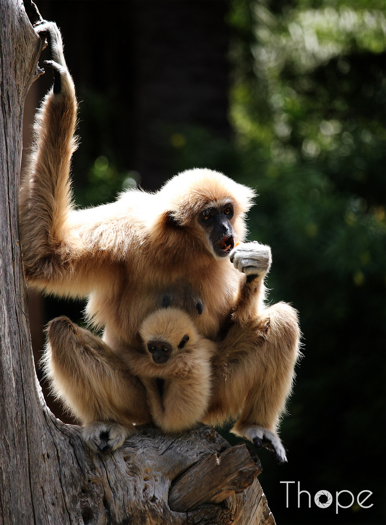 Affenmutter und Kind