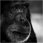 Affenportrait im Zoo Karlsruhe