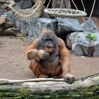 Affenschau @ Tierpark Hagenbeck Hamburg