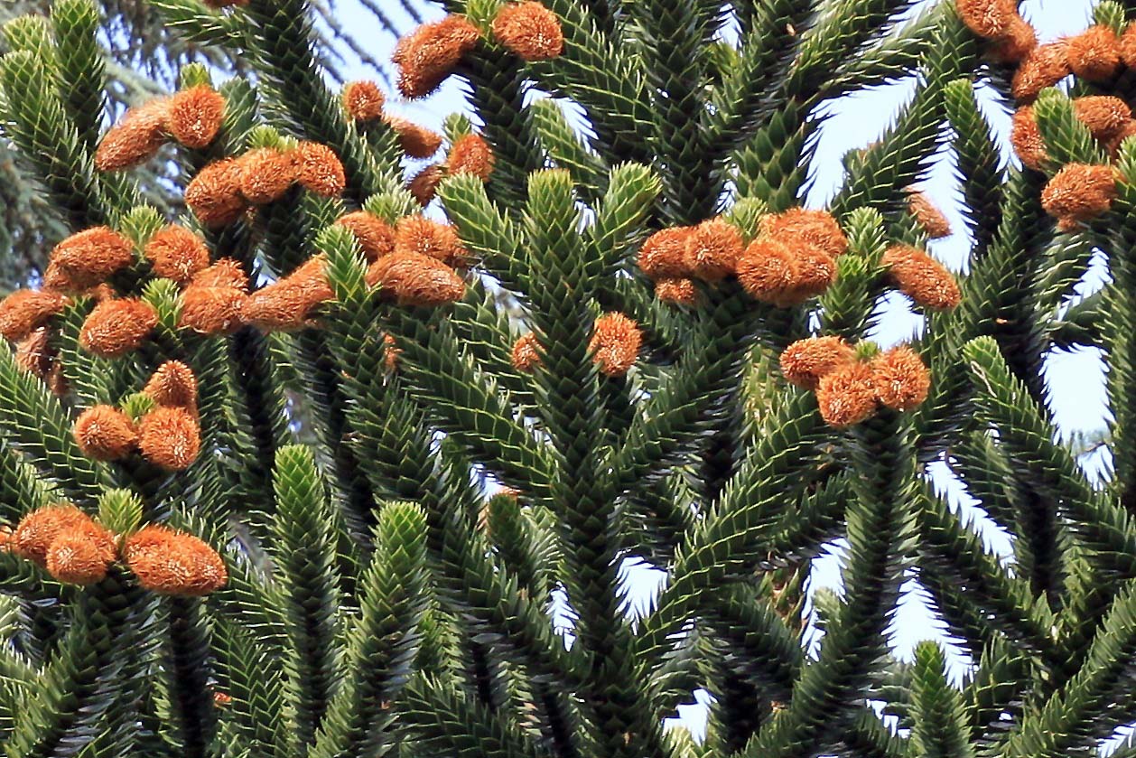 Affenschwanzbaum