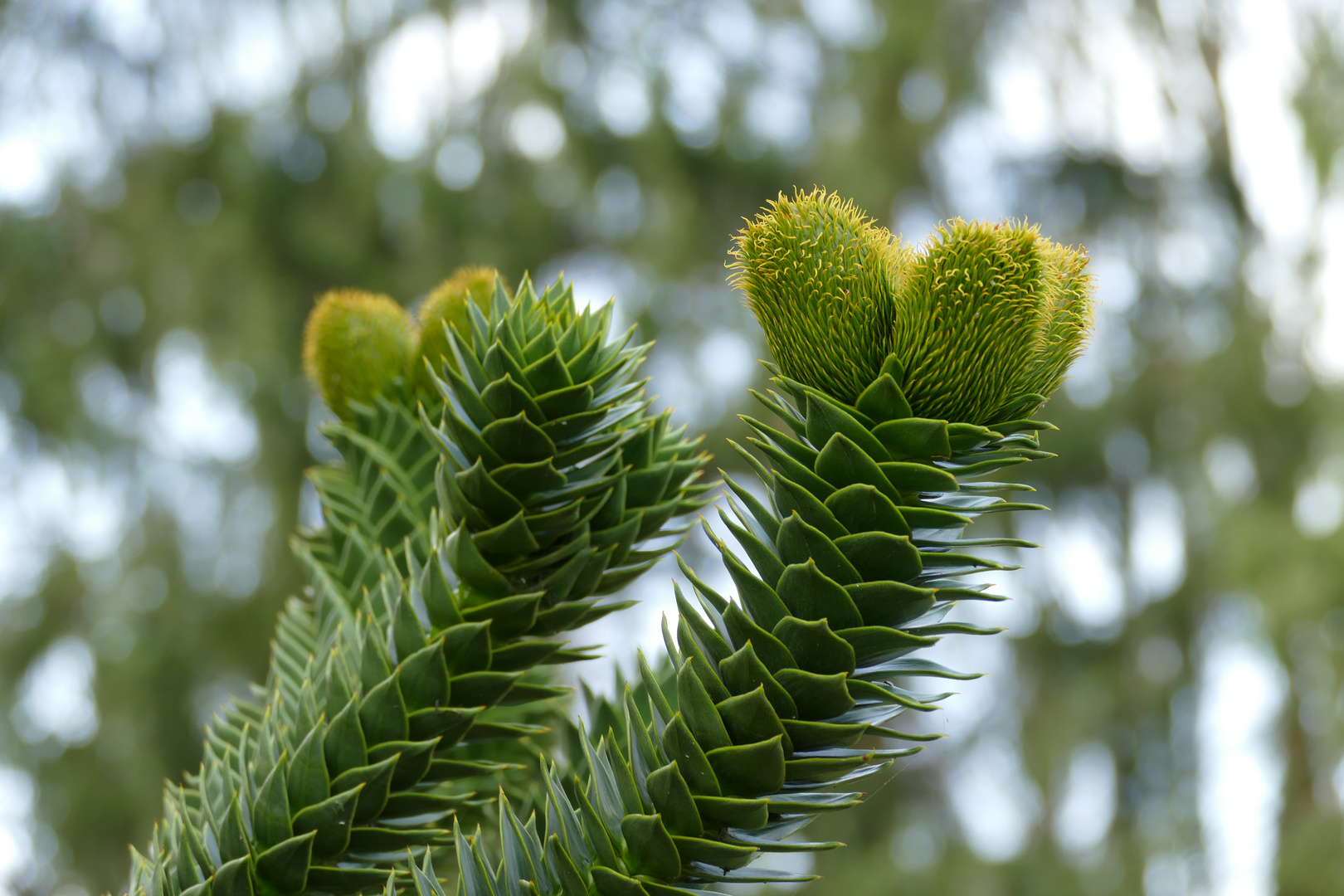 Affenschwanzbaum, Araukarie