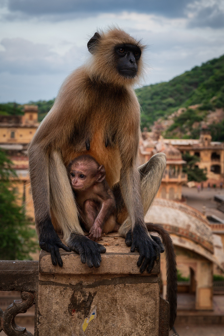 Affentempel Jaipur