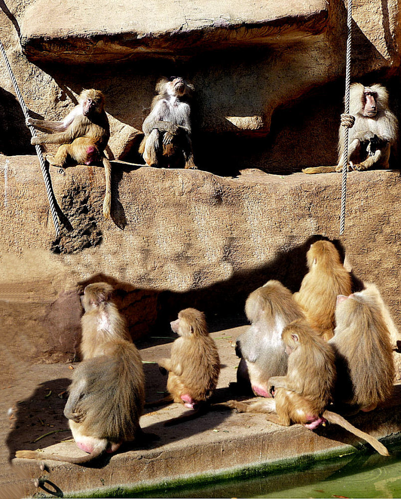 Affentheater im Kölner Zoo