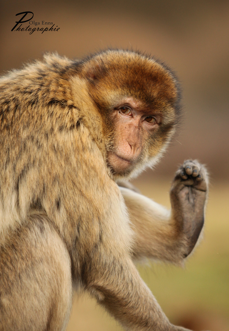 Affen&Vogelpark