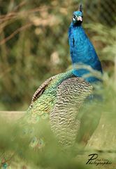 Affen&Vogelpark _Pfau_