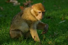 Affenwald im Naturzoo Rheine