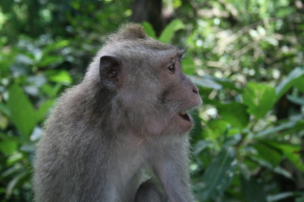 Affenwald Ubud