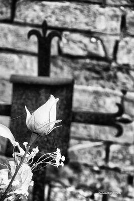 Affetti Dimenticati - 10