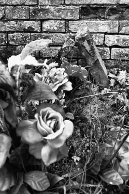 Affetti Dimenticati - 7