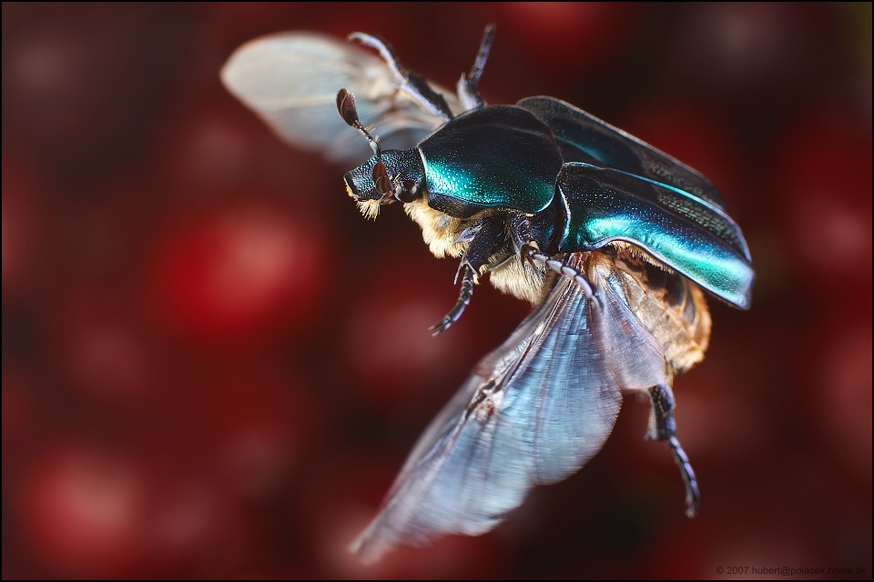 AFFINIS FLIGHT Foto & Bild tiere, tier und mensch, * Bilder auf