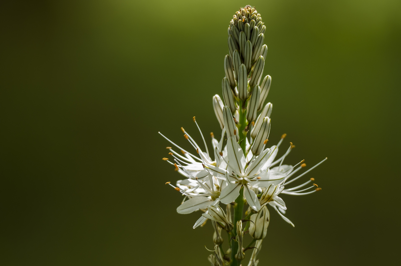 Affodil (Asphodelus spec.)