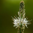 Affodil (Asphodelus spec.)