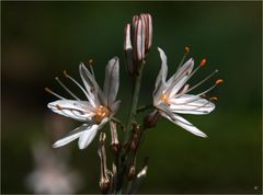 Affodil