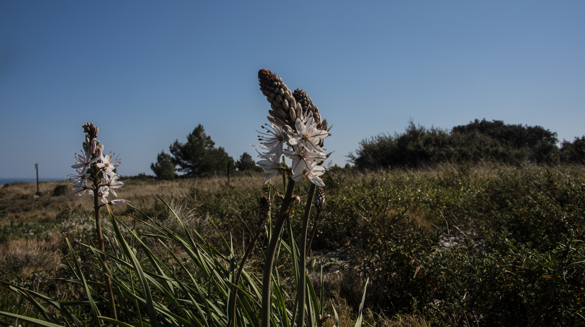 Affodill Foto & Bild | france, world, himmel Bilder auf fotocommunity