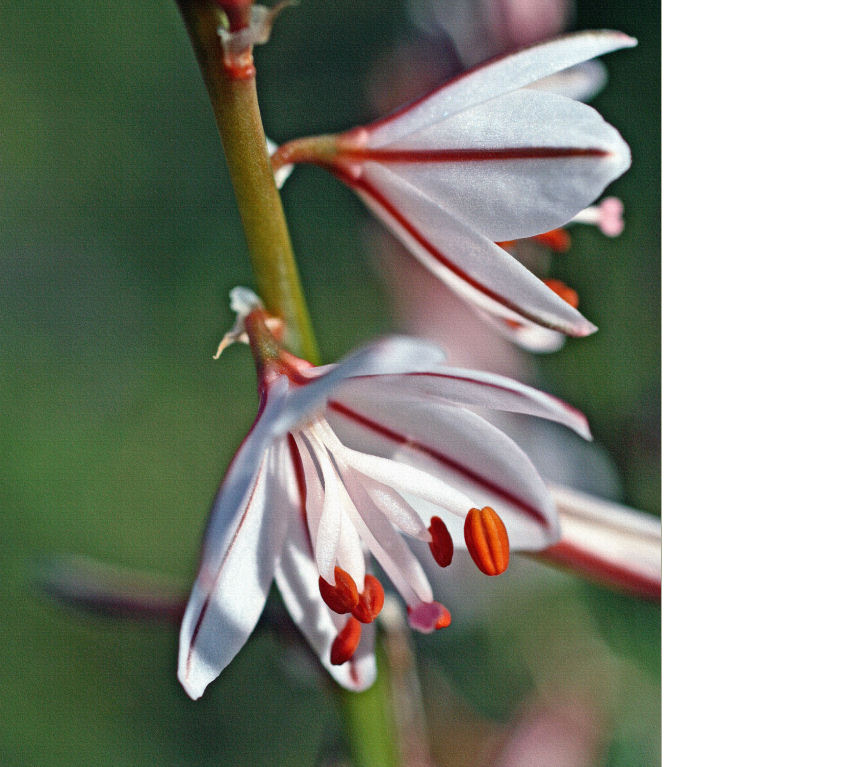 Affodill-Blüte