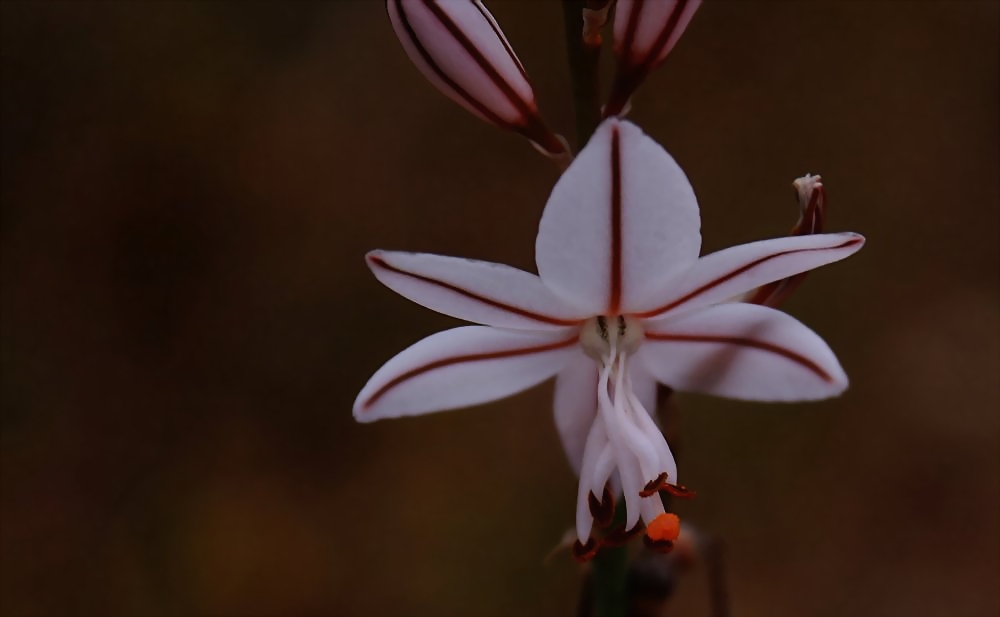 Affodill - Blüte