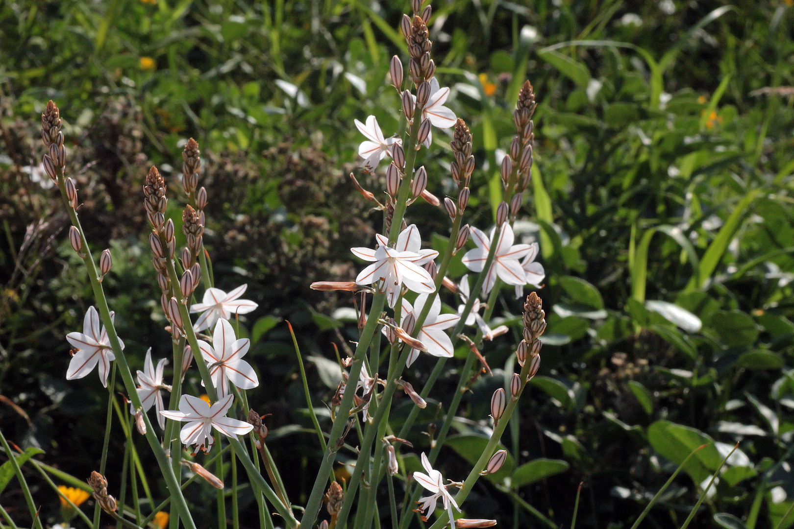 Affodill, die ersten Blüten 