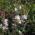 Affodill, die ersten Blüten 