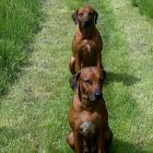 Affra and Zari my Rhodesian Ridgebacks