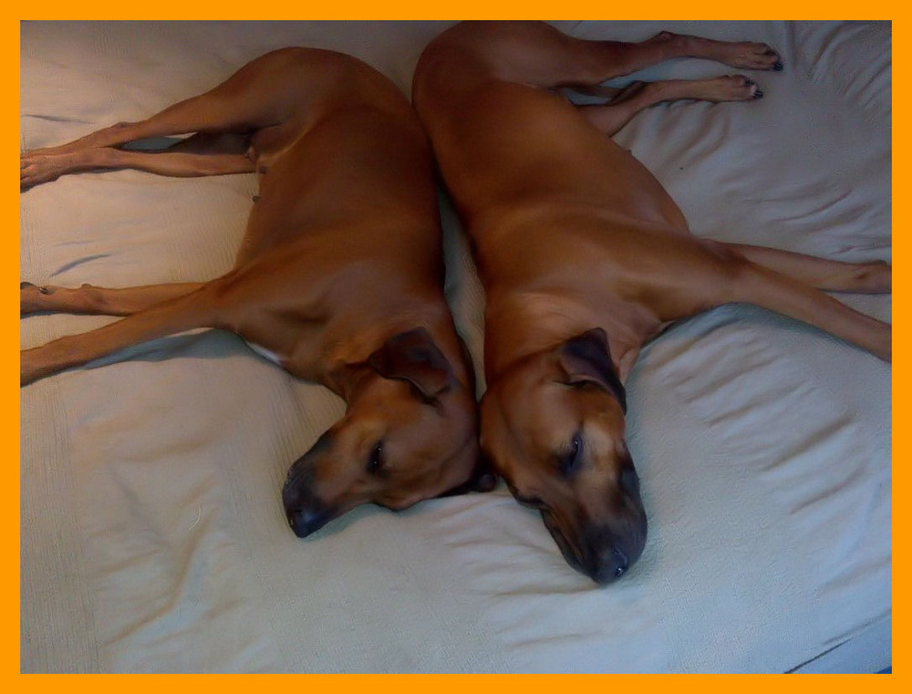 Affra and Zari my Rhodesian Ridgebacks