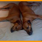 Affra and Zari my Rhodesian Ridgebacks