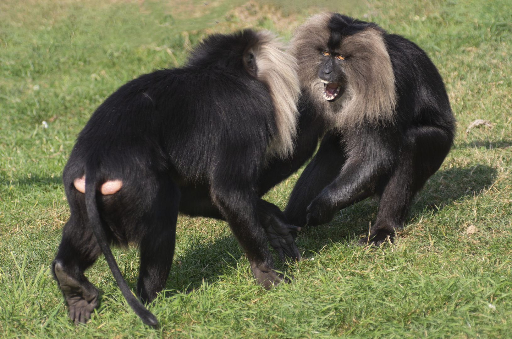 Affrontement (Macaca silenus, macaque ouandérou)