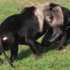Affrontement (Macaca silenus, macaque ouandérou)
